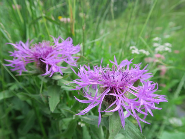 zwischen Frischenkofel und Plöckenpass