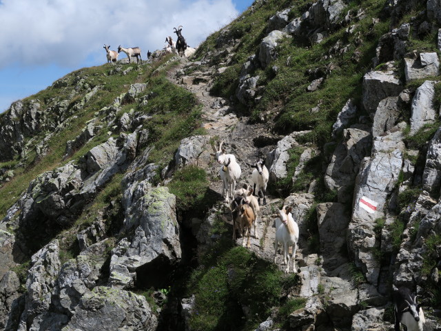Liechtensteiner Höhenweg zwischen Bettlerjoch und Hochjoch (22. Aug.)
