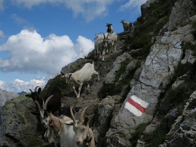 Liechtensteiner Höhenweg zwischen Bettlerjoch und Hochjoch (22. Aug.)