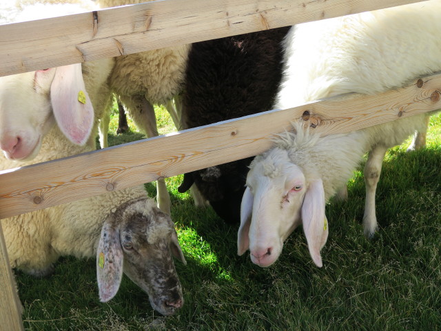 bei der Alten Prager Hütte, 2.489 m (28. Aug.)
