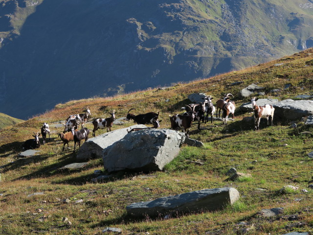 neben dem Venediger Höhenweg zwischen Malfrostnitz und Galtenscharte (31. Aug.)