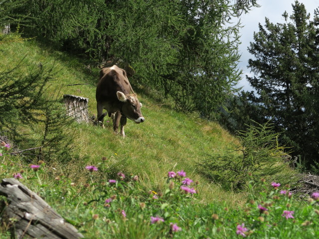neben dem Pfunderer Höhenweg zwischen Pflitschalm und Weg 5A