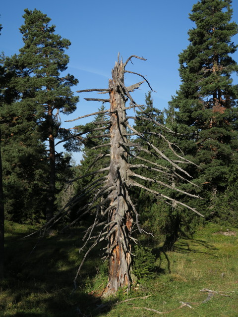 neben Weg 612 zwischen Bräualm und 'Zeitgeist' (12. Sep.)