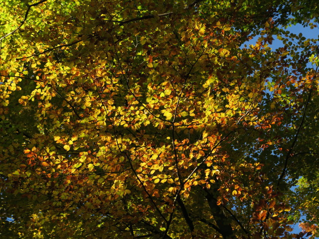 zwischen Wenig-Eben-Bründl und Mixnitz