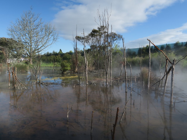 Kuirau Park in Rotorua (18. Nov.)