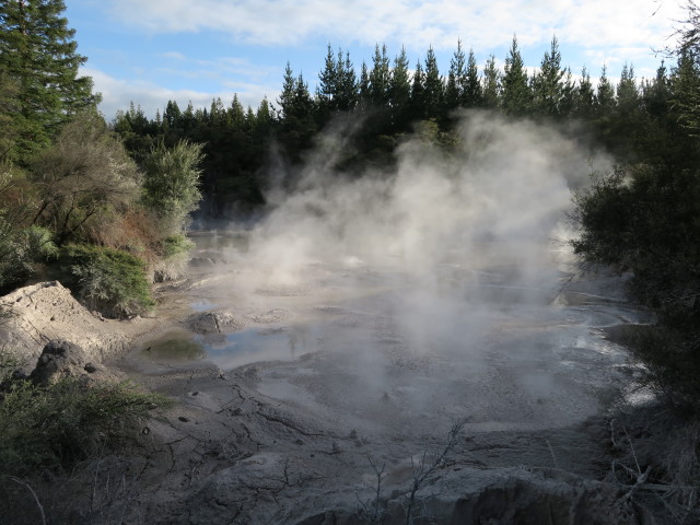 Mud Pool in Waiotapu (19. Nov.)