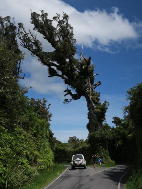 Markus auf der Manaia Road (24. Nov.)
