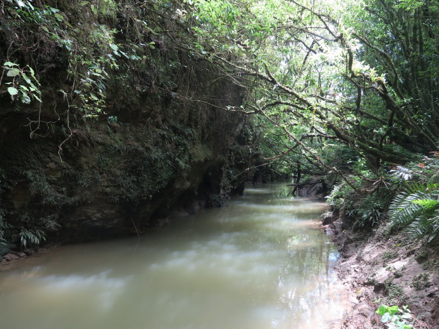 Waitomo Stream (25. Nov.)
