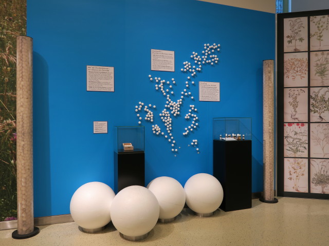 Sonderausstellung 'Warzenkraut und Kr&ouml;tenstein' im Landesmuseum