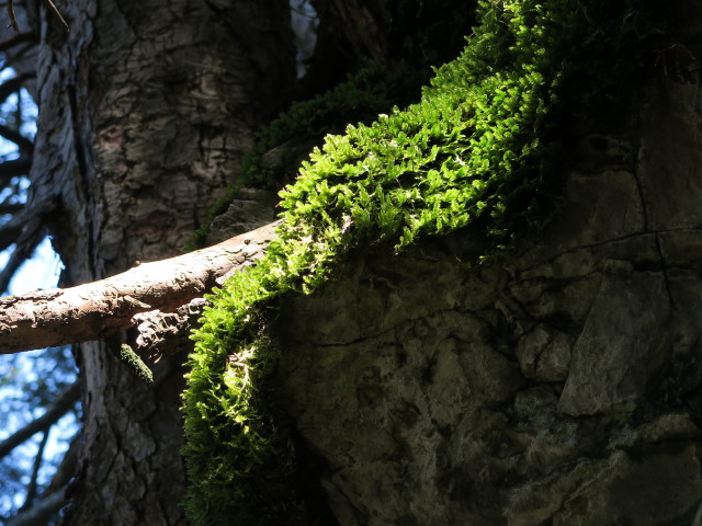 zwischen Klettersteig 'Wasserfall St. Anton im Montafon' und Graveser M&uuml;hle