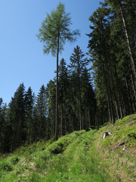 zwischen 'Der wilde Berg' und Alpsteigerh&uuml;tte