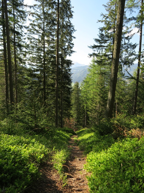 zwischen Alpsteigerh&uuml;tte und 'Der wilde Berg'