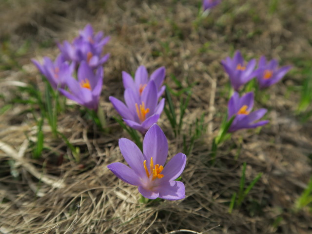 Saalkogel, 2.006 m (27. Mai)