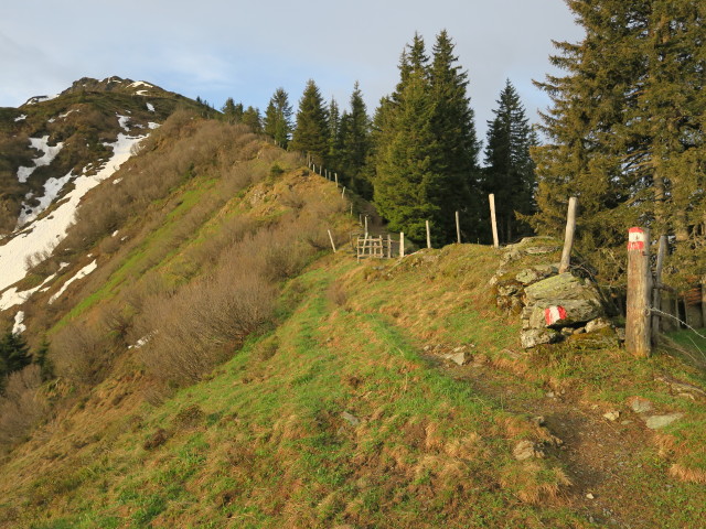 zwischen Auf der Sch&uuml;tz und Sch&uuml;tzkogel (28. Mai)