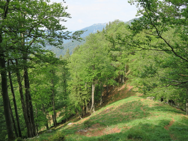 Alpinweg zwischen Waldsteinsattel und Tremel (11. Juni)