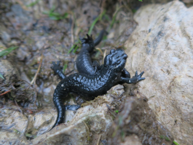 zwischen Sonnschienbr&uuml;ndl und Sonnschienh&uuml;tte (19. Juni)