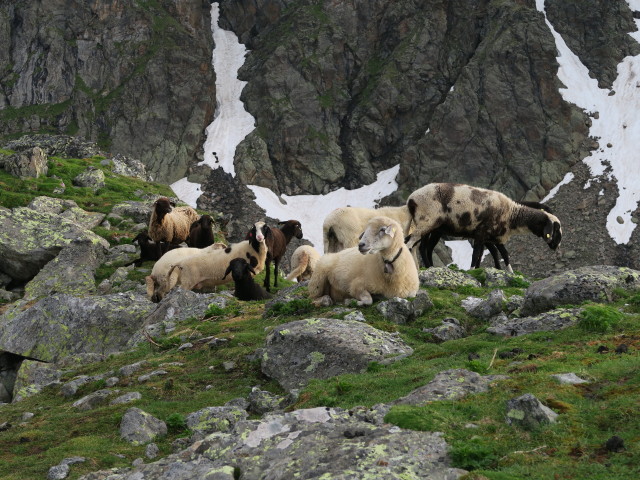 zwischen Wangenitzseeh&uuml;tte und Petzeck (2. Juli)