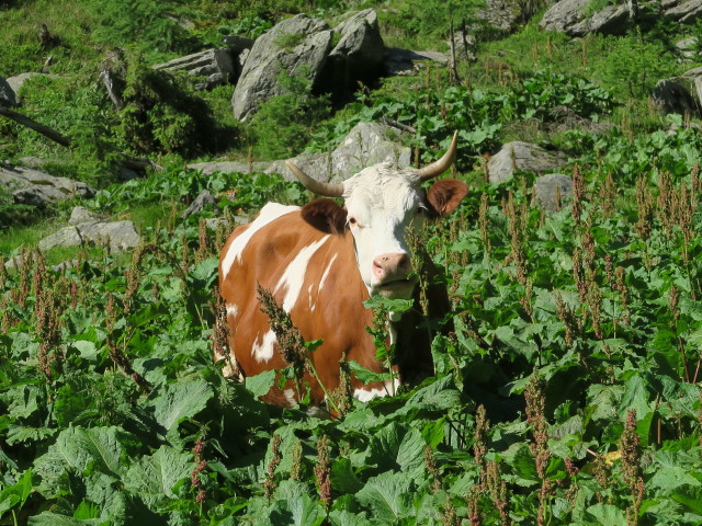 neben Weg 445 zwischen Karnischem H&ouml;henweg und Sch&ouml;nj&ouml;chl
