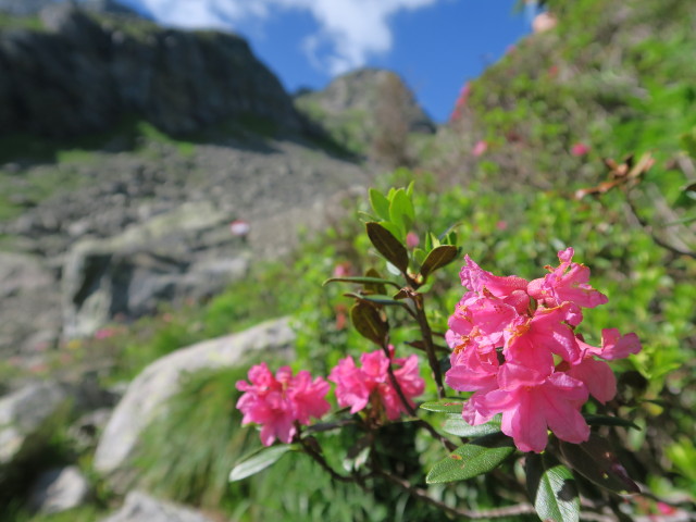 Weg 445 zwischen Karnischem H&ouml;henweg und Sch&ouml;nj&ouml;chl