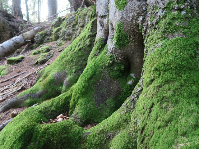 neben dem Zabratsteig zwischen Drau und B&auml;renkopf (9. Juli)