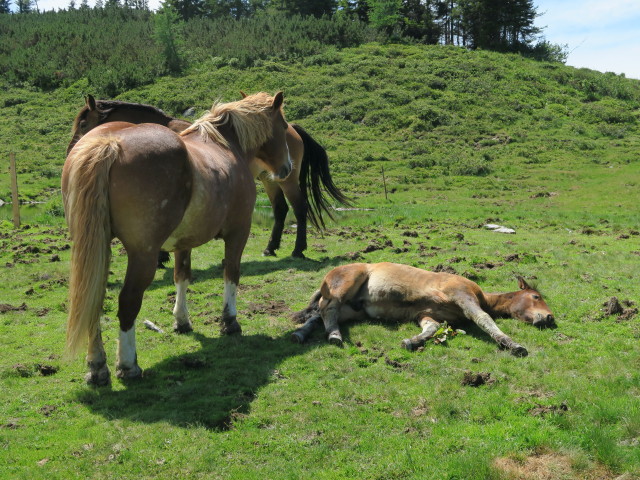 zwischen N&ouml;lblinger H&ouml;he und Waidegger H&ouml;he (16. Juli)