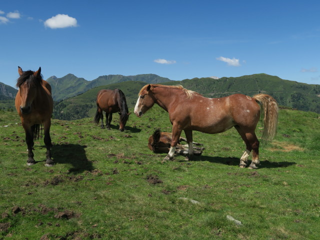 zwischen N&ouml;lblinger H&ouml;he und Waidegger H&ouml;he (16. Juli)