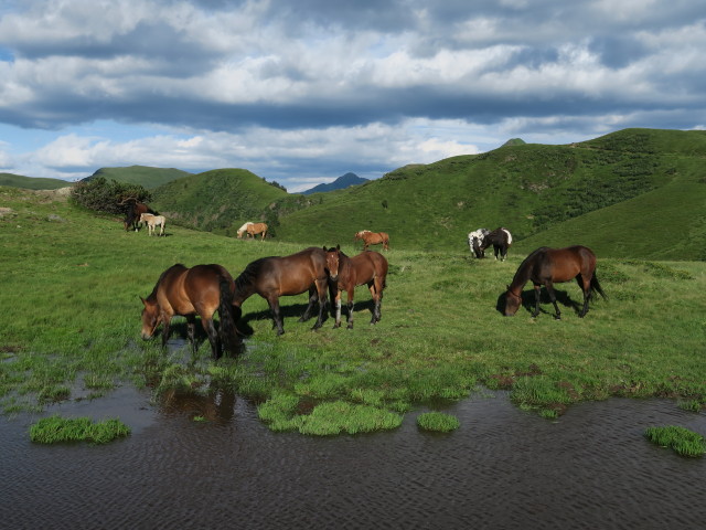neben Weg 421 zwischen Kleinem Trieb und Zollnerseeh&uuml;tte (16. Juli)