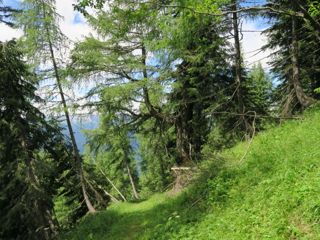 Weg 429 zwischen W&uuml;rmlacher Polinik und Polinikalm (17. Juli)