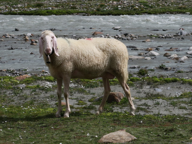 Alpeiner Bach zwischen Alpeiner Ferner und Berglastal (30. Juli)
