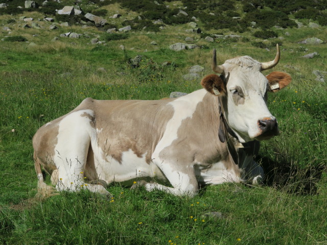 Windbachtal zwischen Windbachalm und Talschluss (26. Aug.)