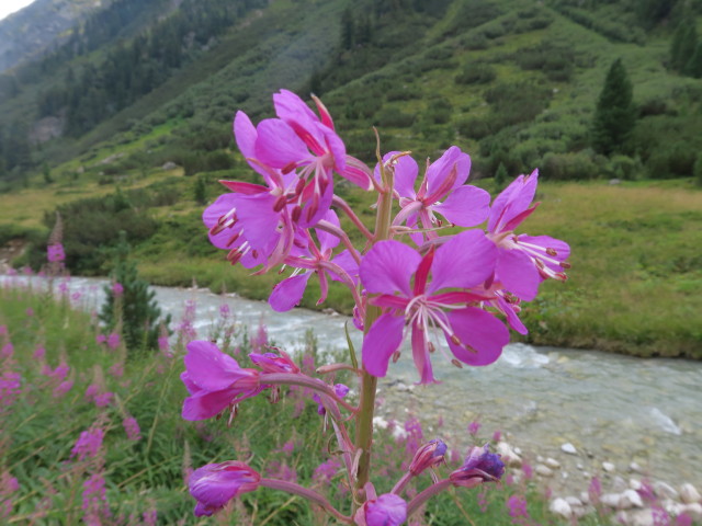 Rainbachalm, 1.890 m (28. Aug.)
