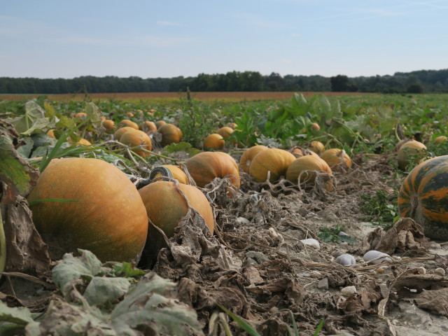 zwischen Orth an der Donau und Eckartsau