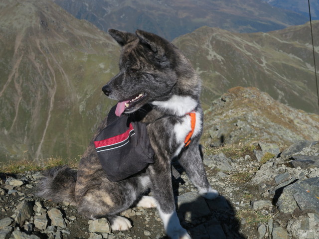 Akita am Gamskogel, 2.659 m (25. Sept.)