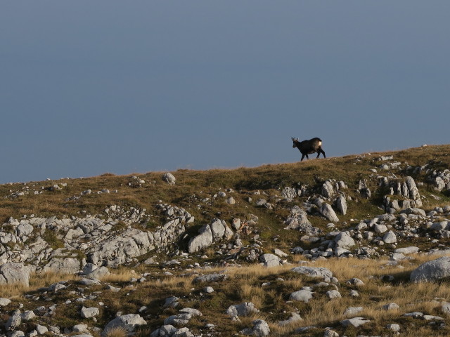 Reiter Steinberg (1. Okt.)