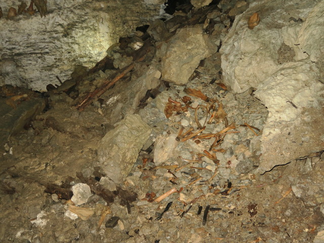 &Ouml;tscher-Tropfsteinh&ouml;hle: Knochenfund
