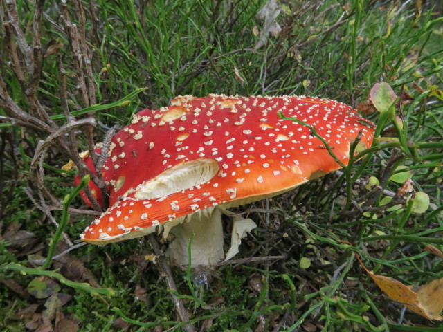 neben dem Probststeig