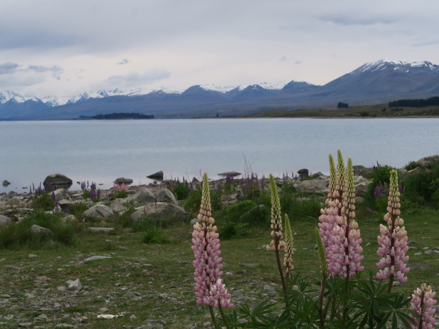 Lake Tekapo (14. Nov.)