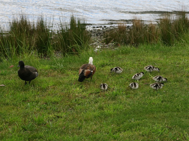 beim Lake Te Anau (18. Nov.)