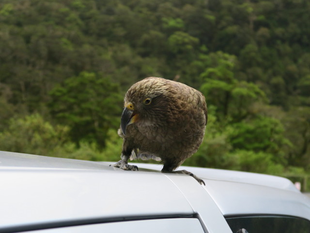 bei The Chasm (19. Nov.)