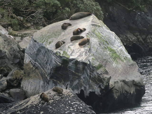 Seal Rock im Milford Sound (19. Nov.)