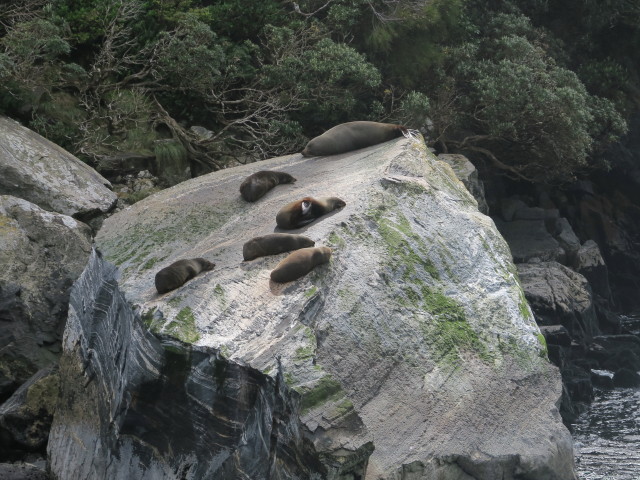 Seal Rock im Milford Sound (19. Nov.)