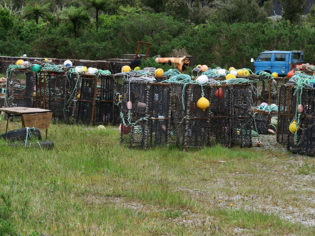 Jackson Bay (21. Nov.)