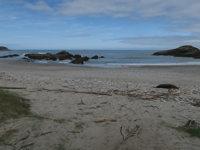 neben der Beach Road bei Charleston (23. Nov.)