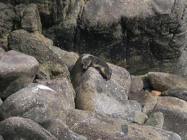 Tauranga Bay Seal Colony (23. Nov.)
