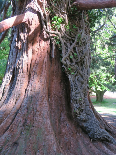 Christchurch Botanic Gardens (26. Nov.)