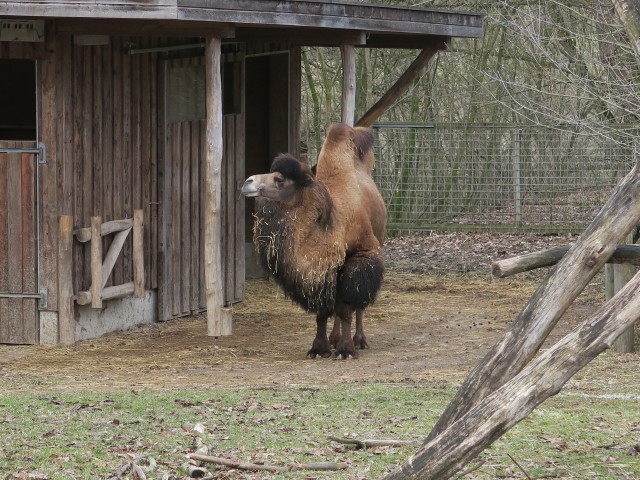 Tierpark: Trampeltier