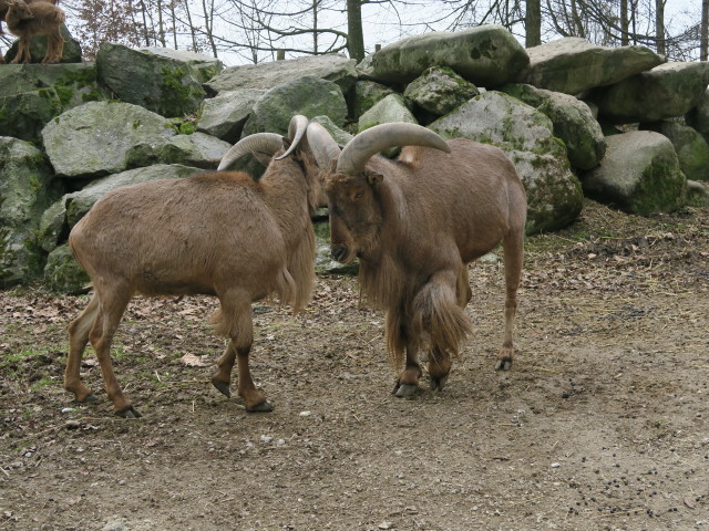 Tierpark: Mähnenspringer