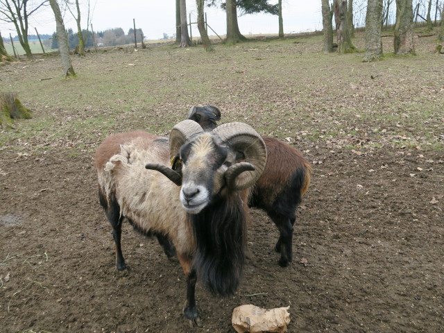 Tierpark: Kamerunschafe