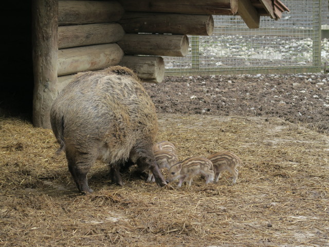 Tierpark: Wildschweine