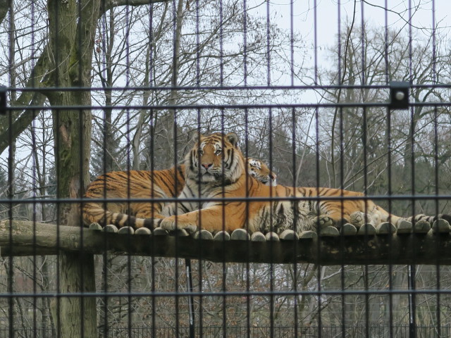 Tierpark: Tiger